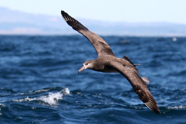 Black-footed Albatross